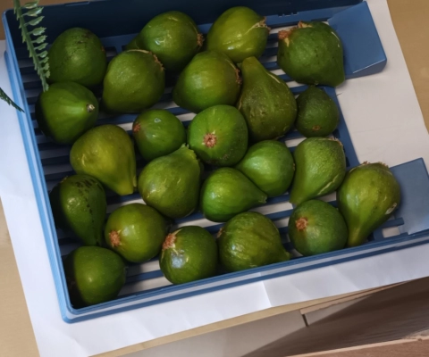 La récolte des figues du jardin