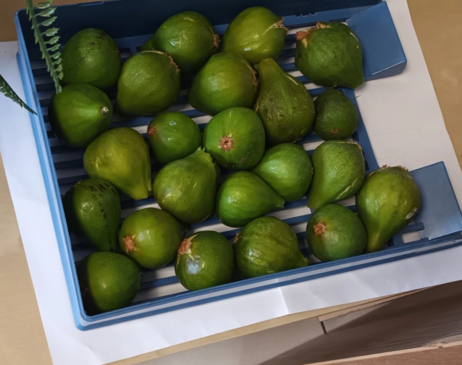 La récolte des figues du jardin