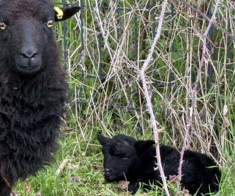 Naissances d’agneaux à l’EHPAD !