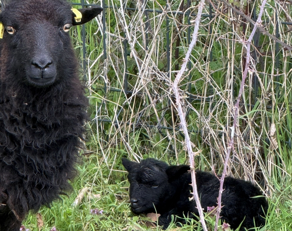 Naissances d’agneaux à l’EHPAD !